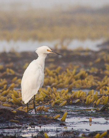 Intertidal egret