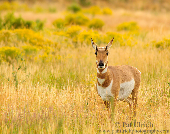 Cautious pronghorn