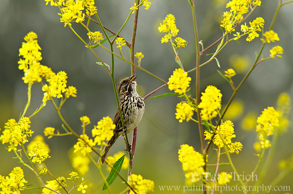 Song sparrow sings a spring song