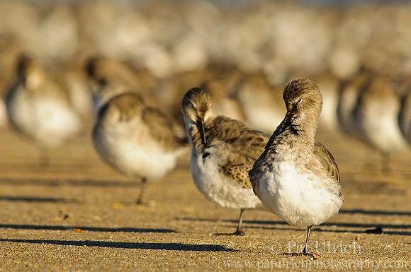 Pair of preening dunlin