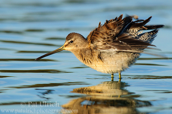 Ruffled dowitcher