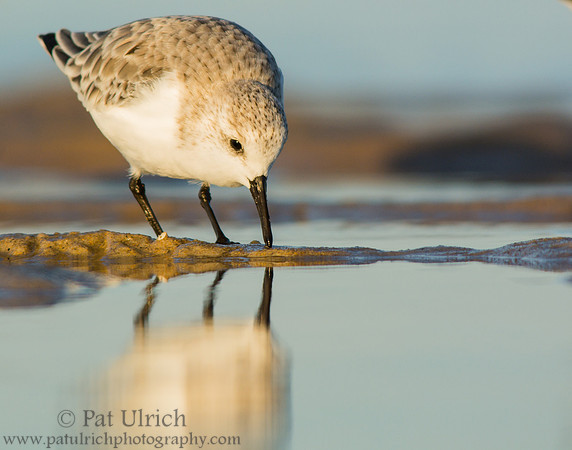 Sanderling with reflection in late light