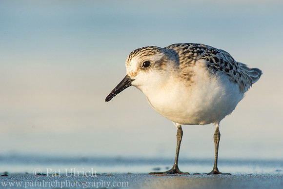 Sandpiper up close