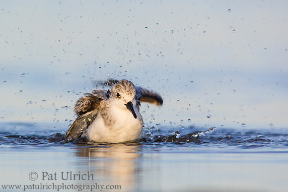 Splashing sanderling