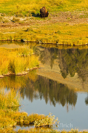 Hillside reflection in Yellowstone