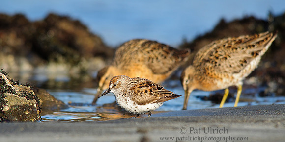 Western sandpiper and short-billed dowitcher