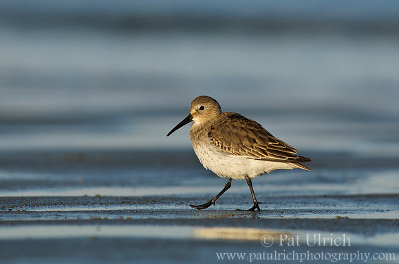 Dunlin on the sand