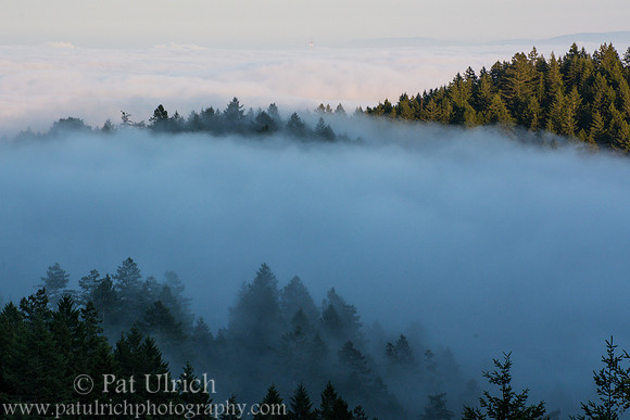 Fog rolls through the forest