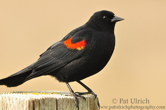 Blackbird at Ano Nuevo #2