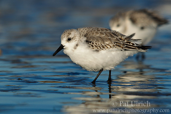 Sanderlings at sunrise, Parker River NWR