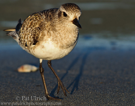 Shadow of a plover