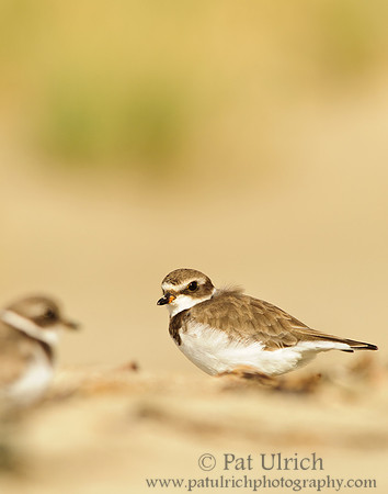 Sunshine on a semipalmated plover
