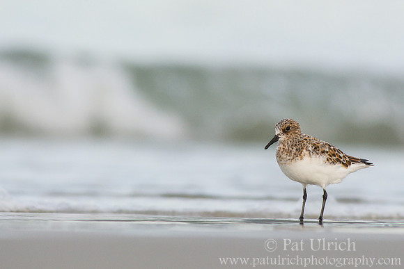Sanderling in front of the waves