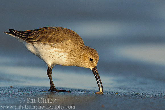 Dunlin plucks a clam