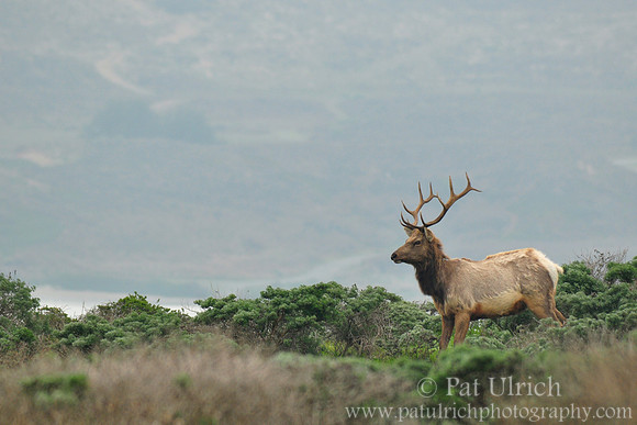 Elk with a View
