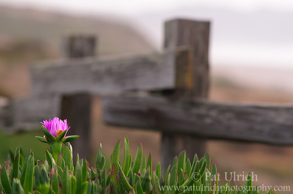 Flower and fenceposts