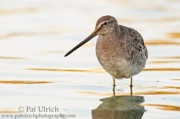 Dowitcher shows off its long bill
