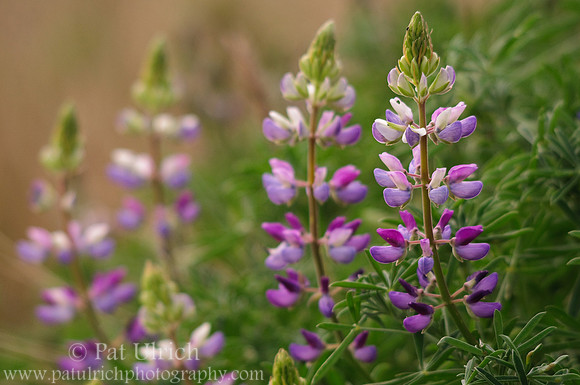 Lupine along the trail