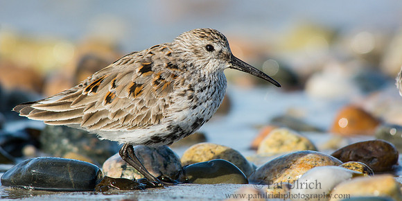 Dunlin with round stones