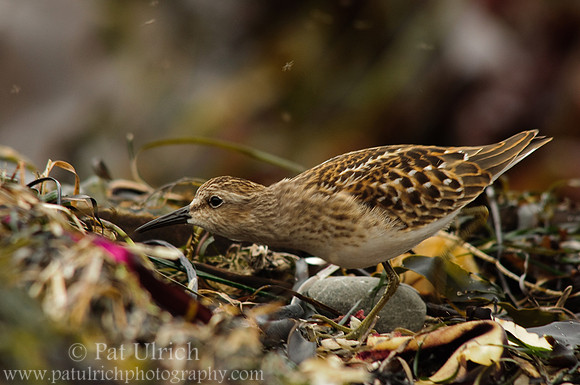 Picking through the wrack