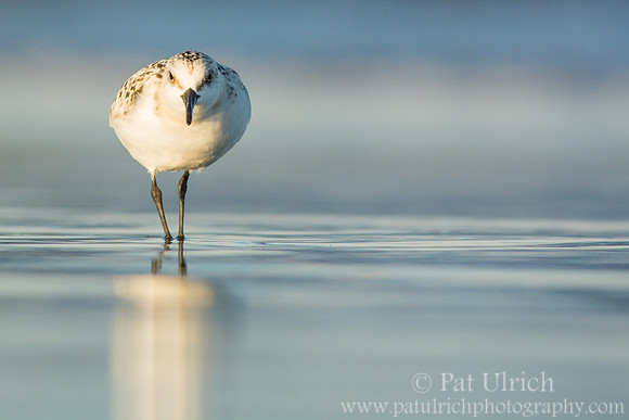 Sanderling on smooth sand