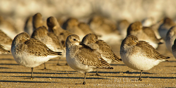 Flock of dunlin