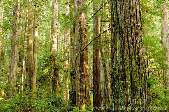 Filtered sunlight in the redwood forest