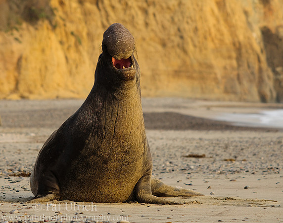 Big mouth