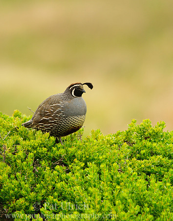 Quail on coyote brush near Abbott's Lagoon