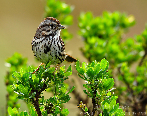 Song sparrow