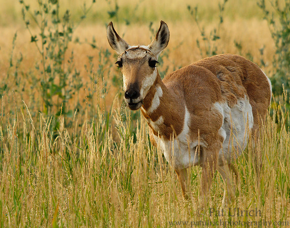 Female pronghorn browsing in morning light