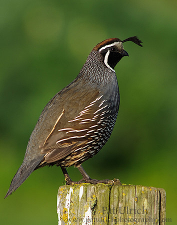 Quail on a post #1