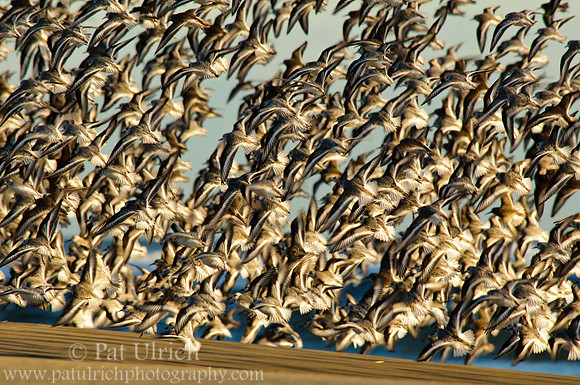 Sky full of shorebirds