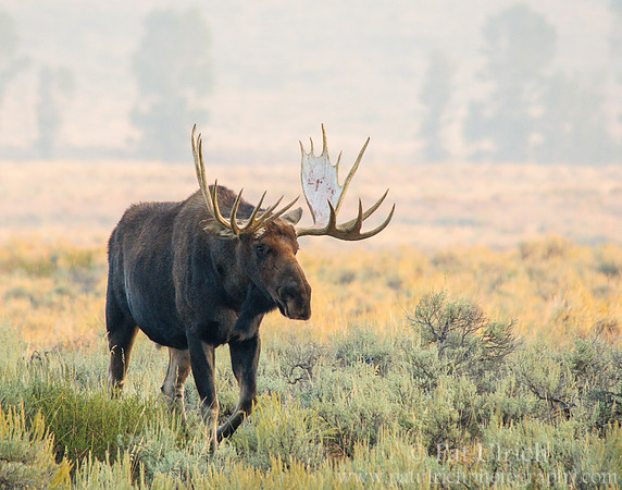 Strolling bull moose