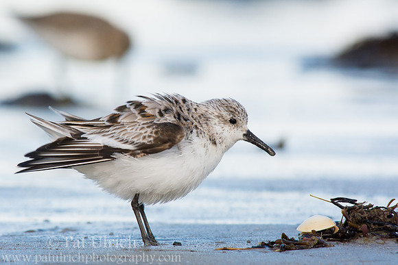 Ruffled sanderling