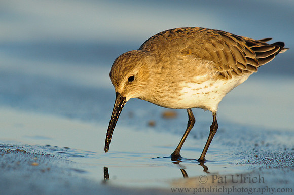 Long bill of a dunlin