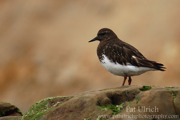 Black turnstone on Drake's Beach
