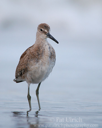 Friendly willet #2