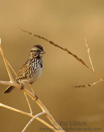 Perched