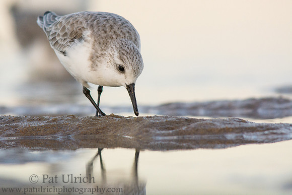 Sanderling on a tiny sand bar
