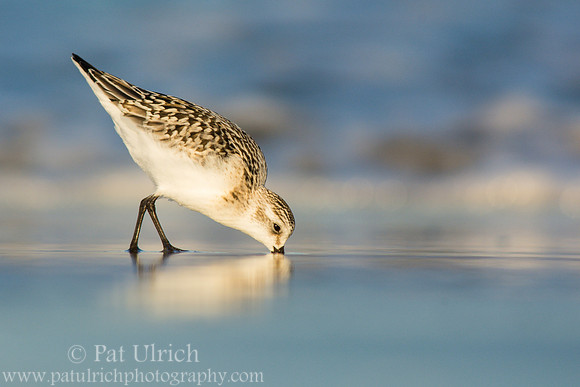 Feeding sanderling