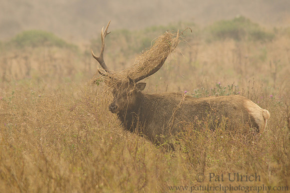 Rutting elk with grass on its antlers