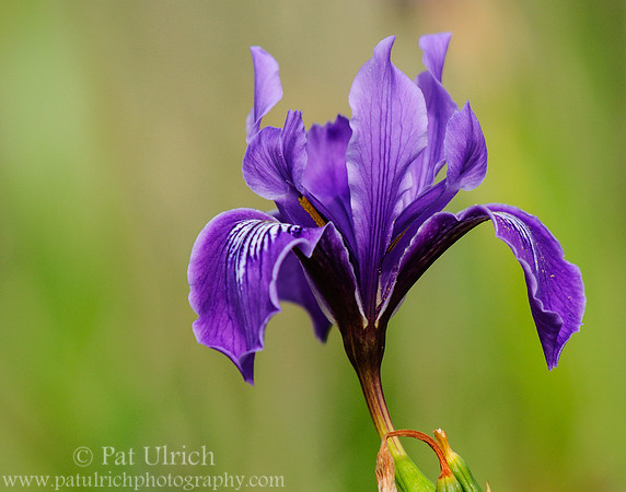 Wild iris