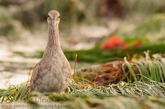 Curious willet at low tide