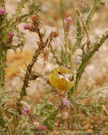 Soft nest from a bush of thorns