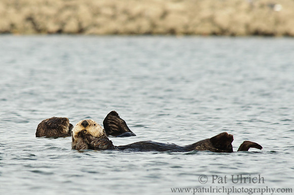 Sea otters at Moss Landing