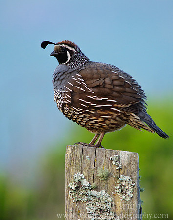 Ruffled California quail