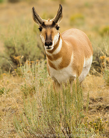 Curious pronghorn