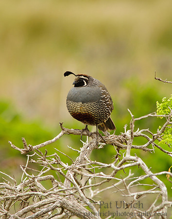 Californai quail amidst the branches