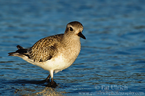 Wading plover
